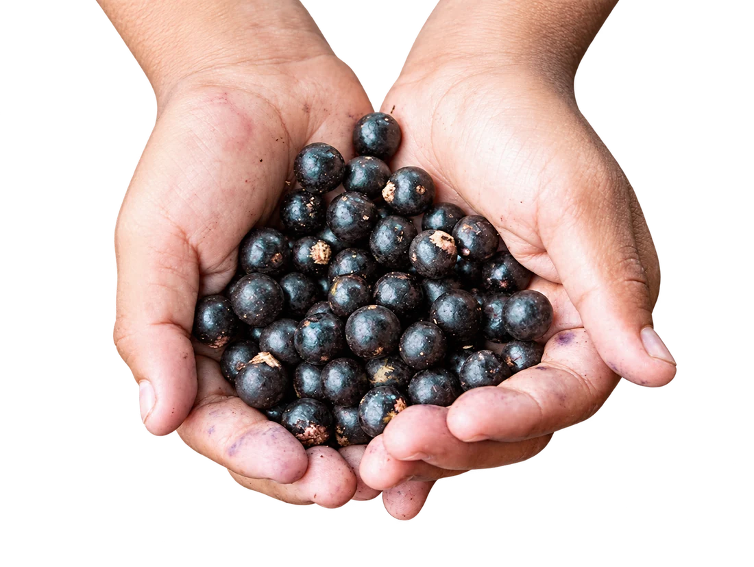 A handful of small, dark-purple açaí berries